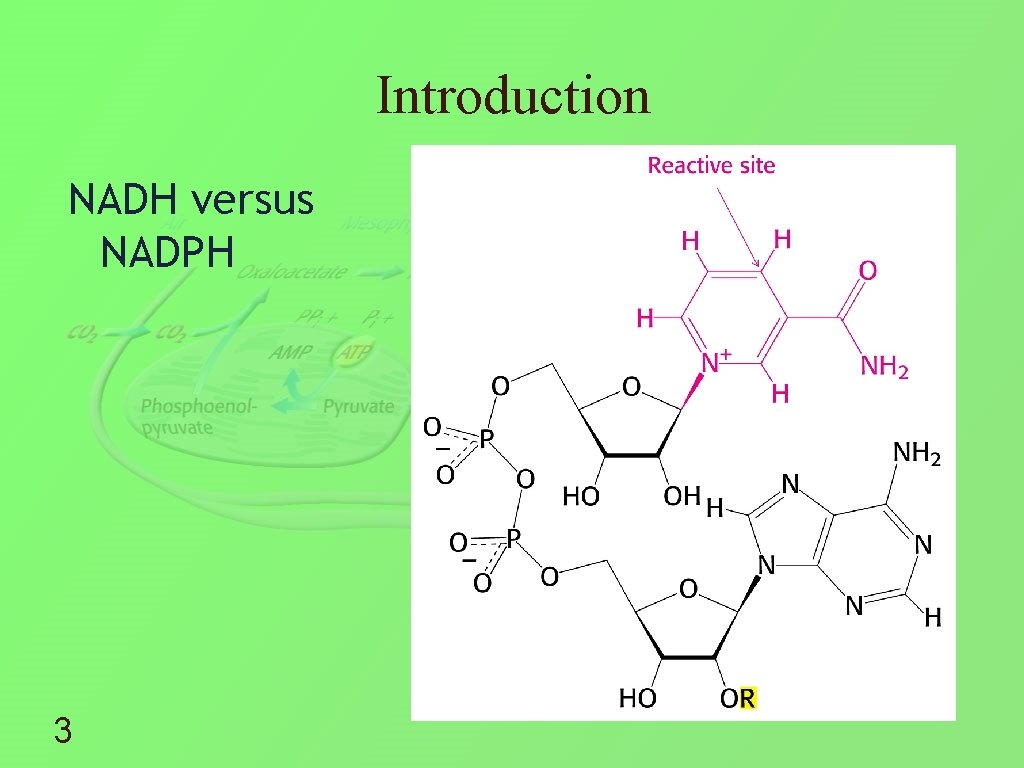 Introduction NADH versus NADPH 3 
