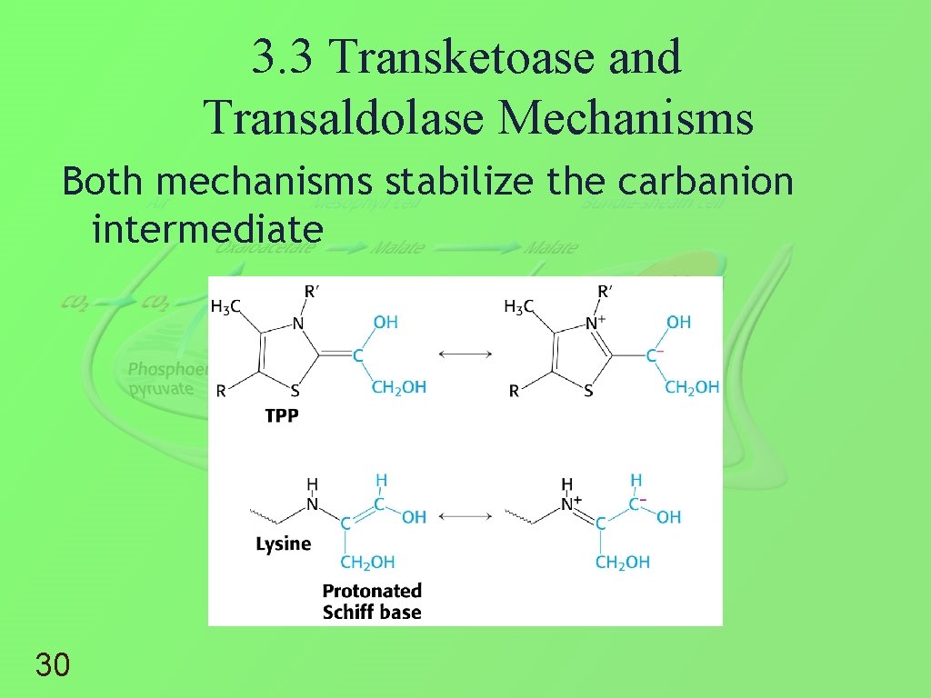 3. 3 Transketoase and Transaldolase Mechanisms Both mechanisms stabilize the carbanion intermediate 30 
