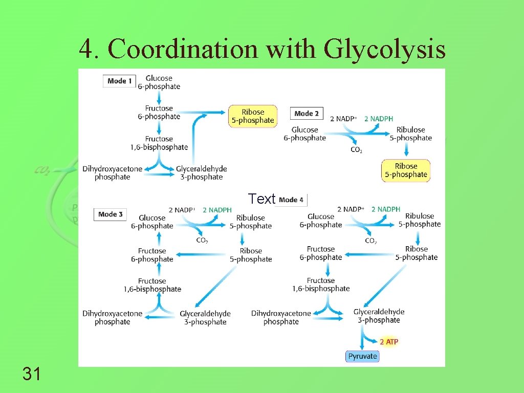 4. Coordination with Glycolysis Text 31 