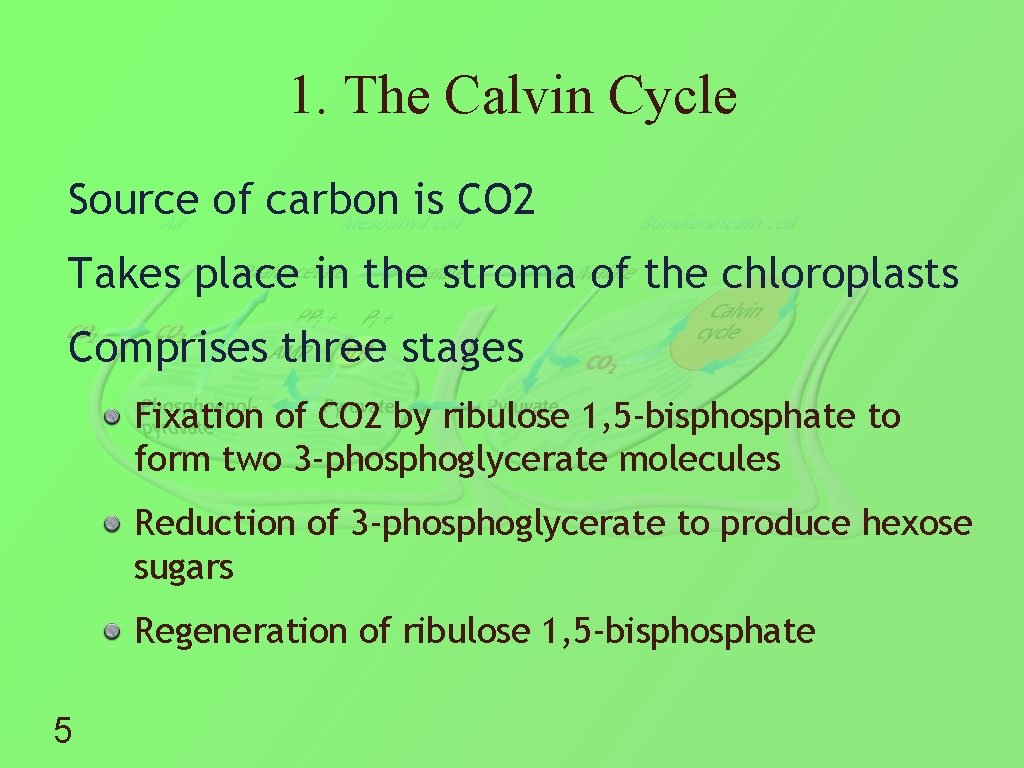 1. The Calvin Cycle Source of carbon is CO 2 Takes place in the