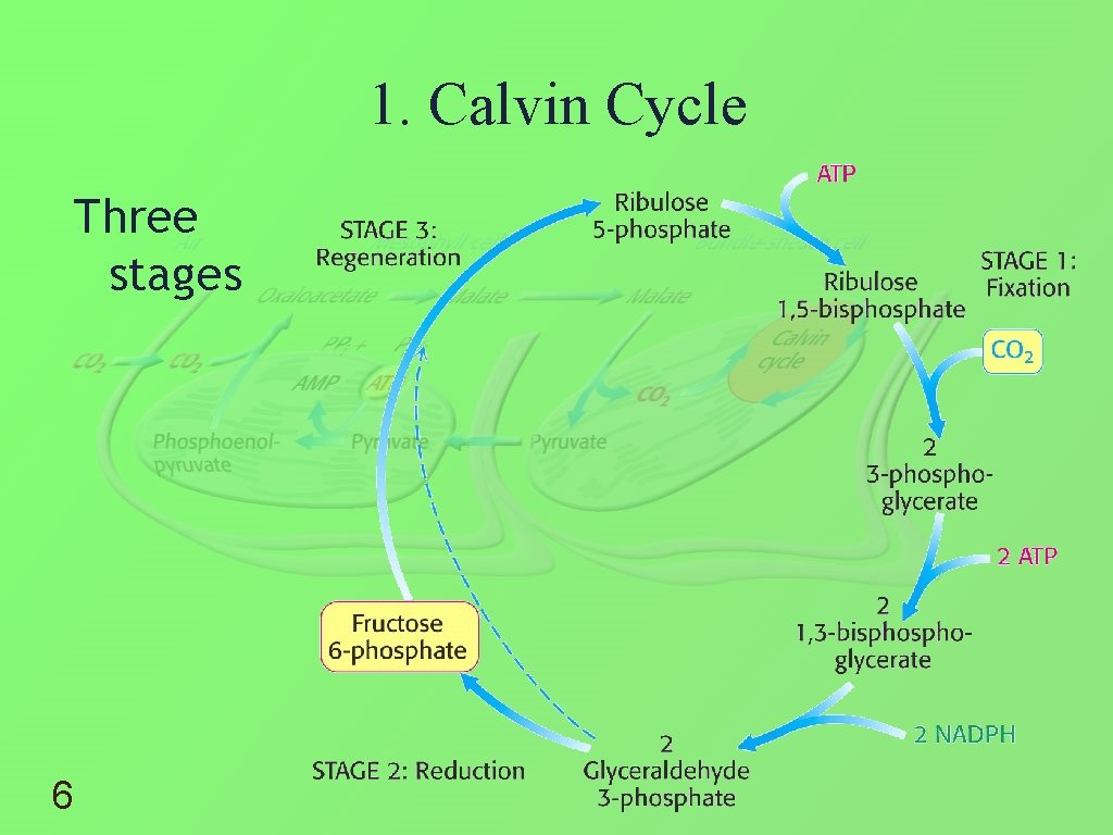 1. Calvin Cycle Three stages 6 