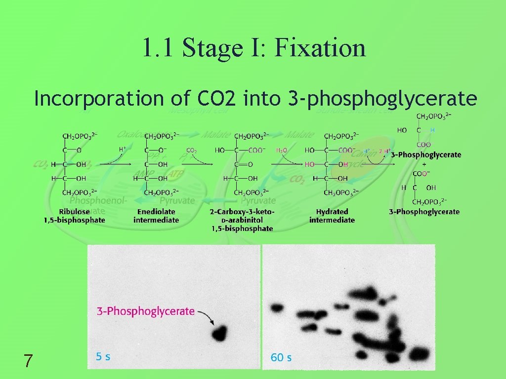 1. 1 Stage I: Fixation Incorporation of CO 2 into 3 -phosphoglycerate 7 