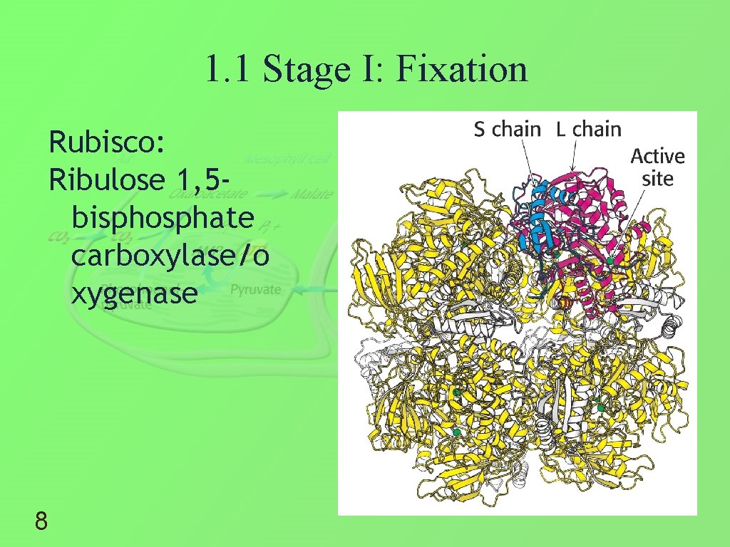 1. 1 Stage I: Fixation Rubisco: Ribulose 1, 5 bisphosphate carboxylase/o xygenase 8 