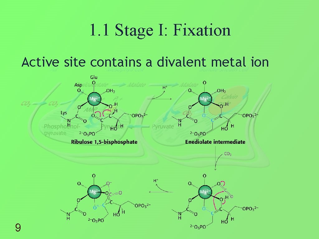 1. 1 Stage I: Fixation Active site contains a divalent metal ion 9 