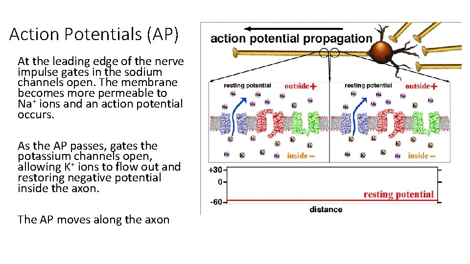 Nervous System Nervous System The main function is
