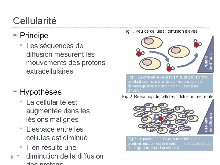 Cellularité Les séquences de diffusion mesurent les mouvements des protons extracellulaires Hypothèses 2 La