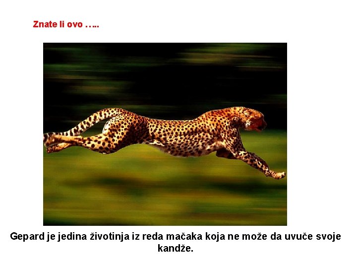 Znate li ovo …. . Gepard je jedina životinja iz reda mačaka koja ne