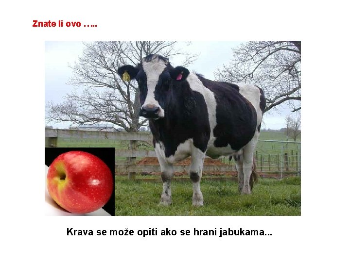 Znate li ovo …. . Krava se može opiti ako se hrani jabukama. .