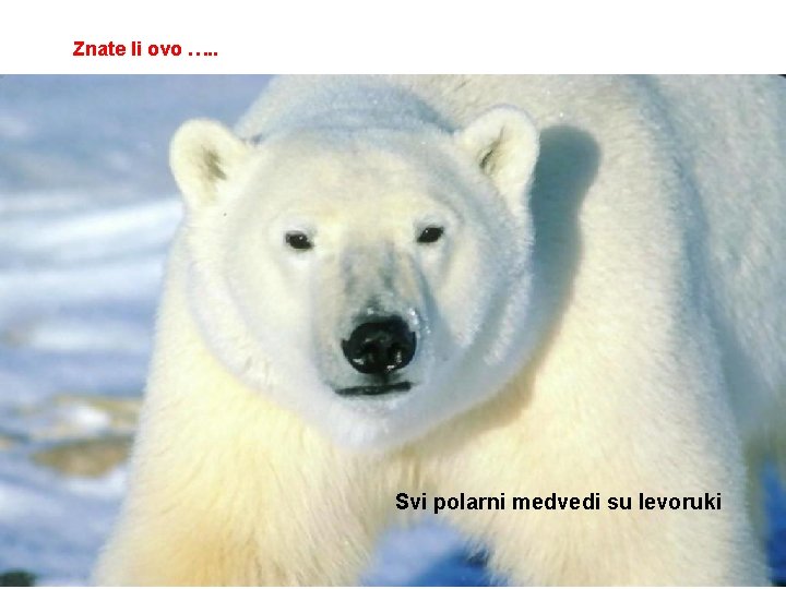 Znate li ovo …. . Svi polarni medvedi su levoruki 