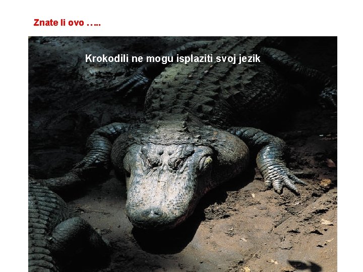 Znate li ovo …. . Krokodili ne mogu isplaziti svoj jezik 