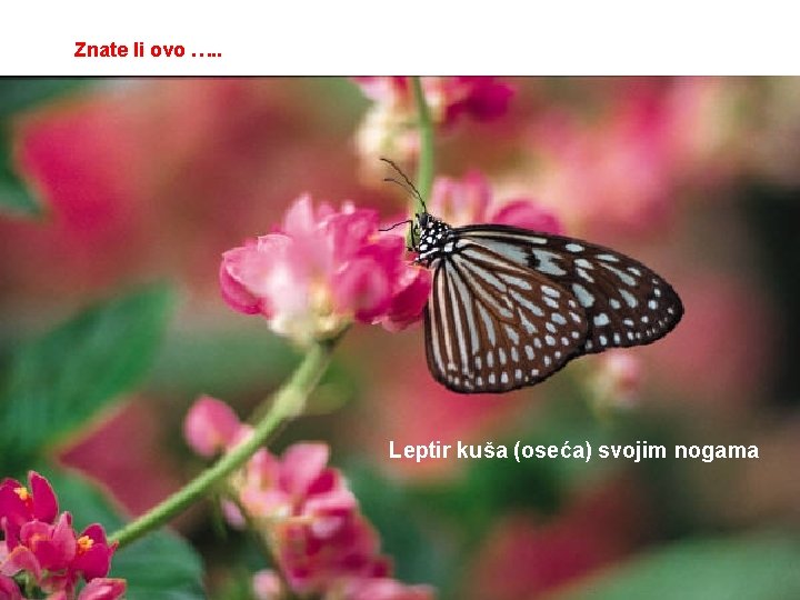 Znate li ovo …. . Leptir kuša (oseća) svojim nogama 