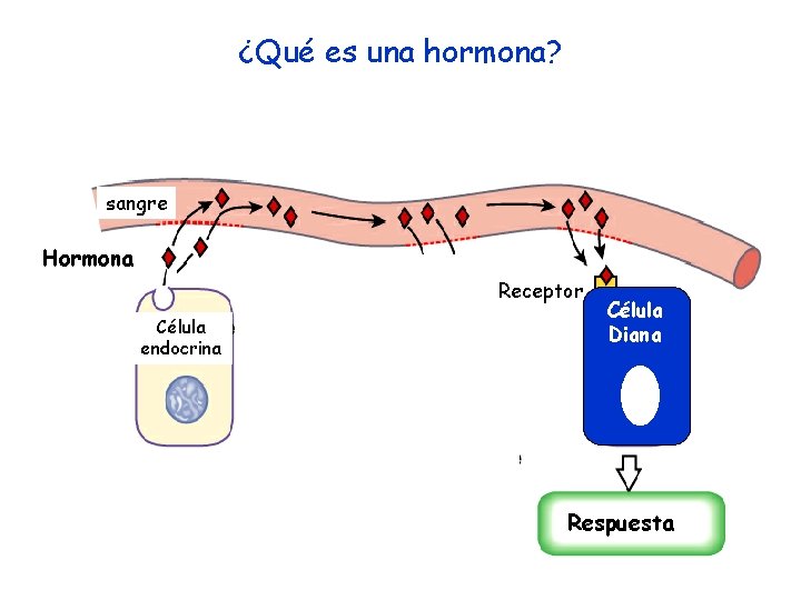 ¿Qué es una hormona? sangre Hormona Receptor Célula endocrina Célula Diana Respuesta ¿Qué es una hormona? sangre Hormona Receptor Célula endocrina Célula Diana Respuesta