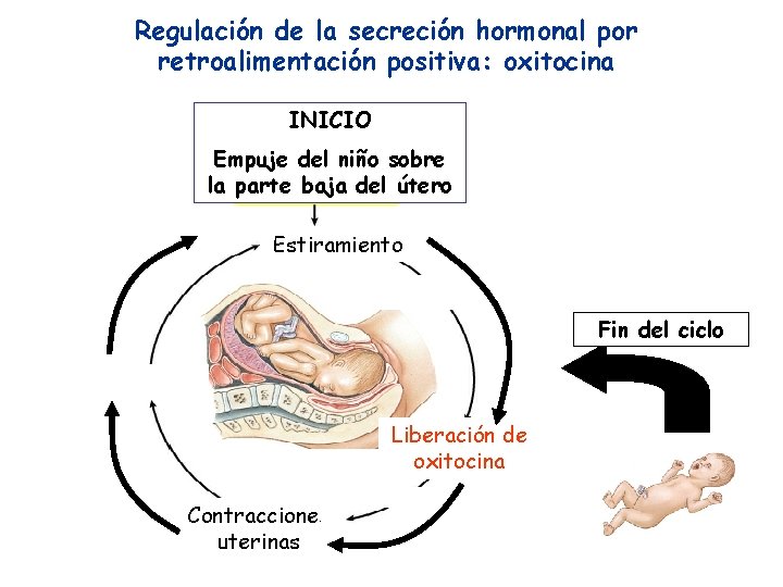 Regulación de la secreción hormonal por retroalimentación positiva: oxitocina INICIO Empuje del niño sobre Regulación de la secreción hormonal por retroalimentación positiva: oxitocina INICIO Empuje del niño sobre