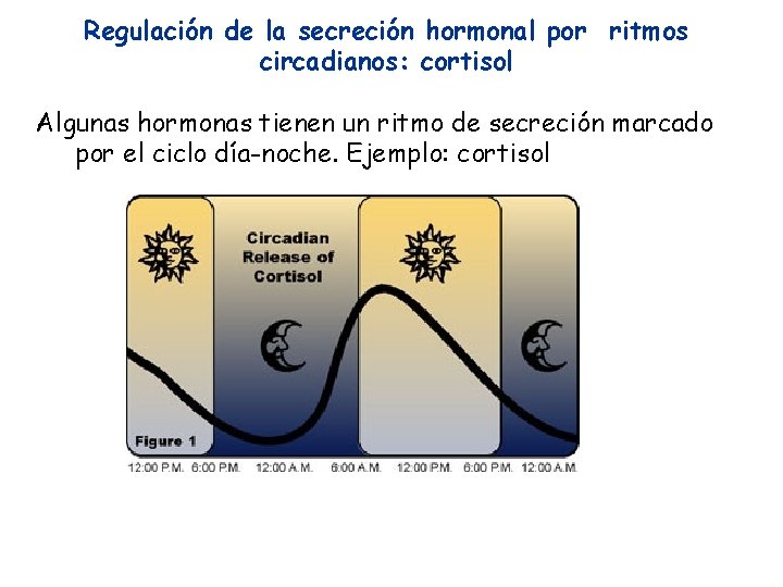 Regulación de la secreción hormonal por ritmos circadianos: cortisol Algunas hormonas tienen un ritmo Regulación de la secreción hormonal por ritmos circadianos: cortisol Algunas hormonas tienen un ritmo