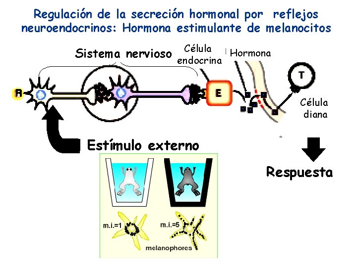 Regulación de la secreción hormonal por reflejos neuroendocrinos: Hormona estimulante de melanocitos Sistema nervioso Regulación de la secreción hormonal por reflejos neuroendocrinos: Hormona estimulante de melanocitos Sistema nervioso