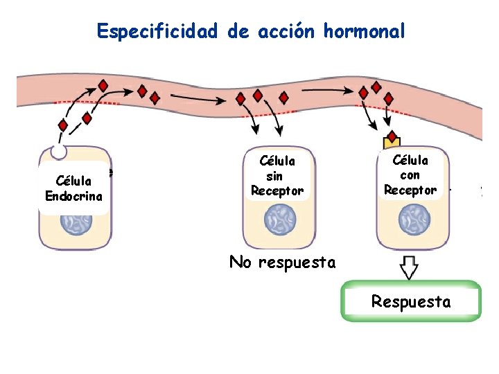 Especificidad de acción hormonal Célula Endocrina Célula sin Receptor Célula con Receptor No respuesta Especificidad de acción hormonal Célula Endocrina Célula sin Receptor Célula con Receptor No respuesta