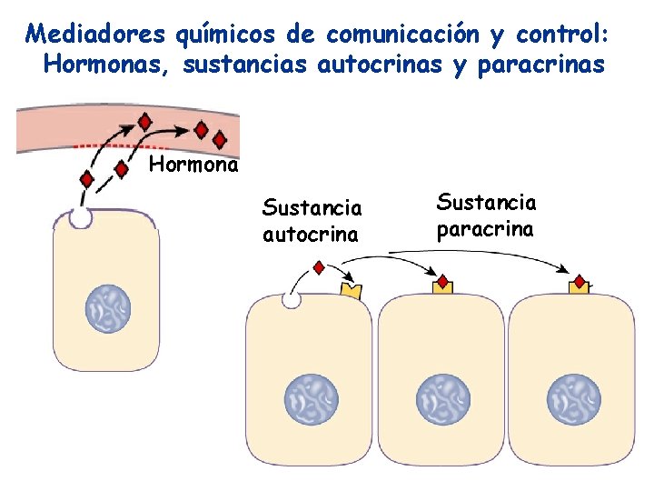 Mediadores químicos de comunicación y control: Hormonas, sustancias autocrinas y paracrinas Hormona Sustancia autocrina Mediadores químicos de comunicación y control: Hormonas, sustancias autocrinas y paracrinas Hormona Sustancia autocrina