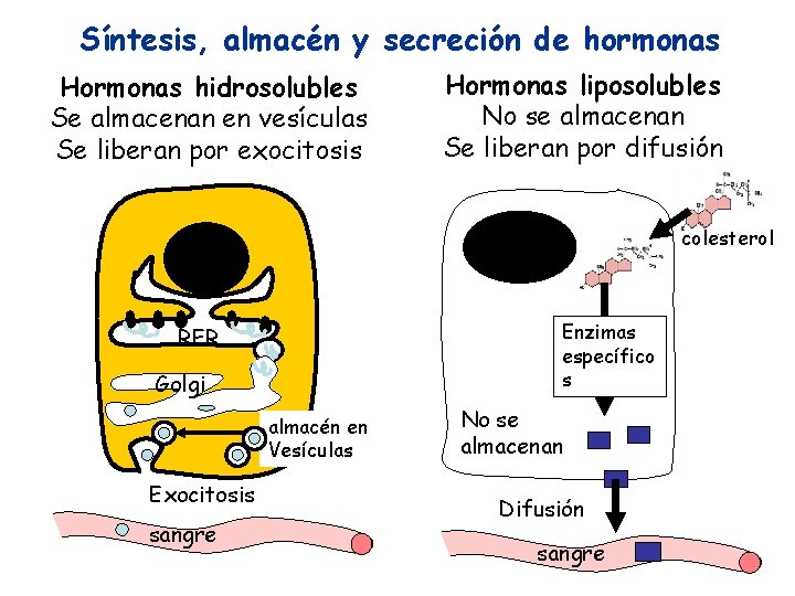 Síntesis, almacén y secreción de hormonas Hormonas hidrosolubles Se almacenan en vesículas Se liberan Síntesis, almacén y secreción de hormonas Hormonas hidrosolubles Se almacenan en vesículas Se liberan