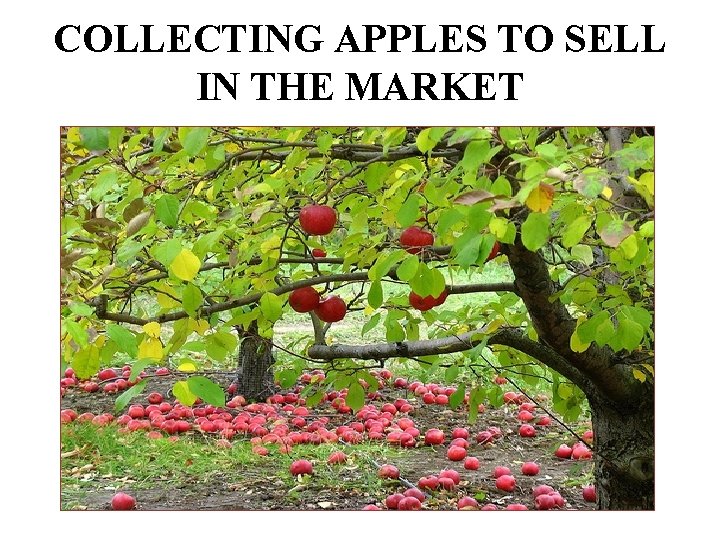 COLLECTING APPLES TO SELL IN THE MARKET 