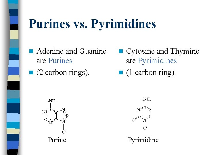 Purines vs. Pyrimidines Adenine and Guanine are Purines n (2 carbon rings). n Purine