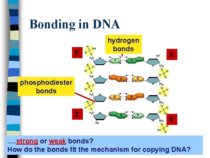 Bonding in DNA 5’ hydrogen bonds 3’ phosphodiester bonds 3’ 5’ …. strong or