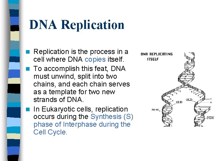 DNA Replication is the process in a cell where DNA copies itself. n To