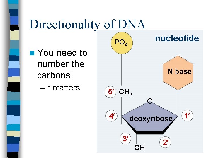 Directionality of DNA n You need to number the carbons! – it matters! nucleotide