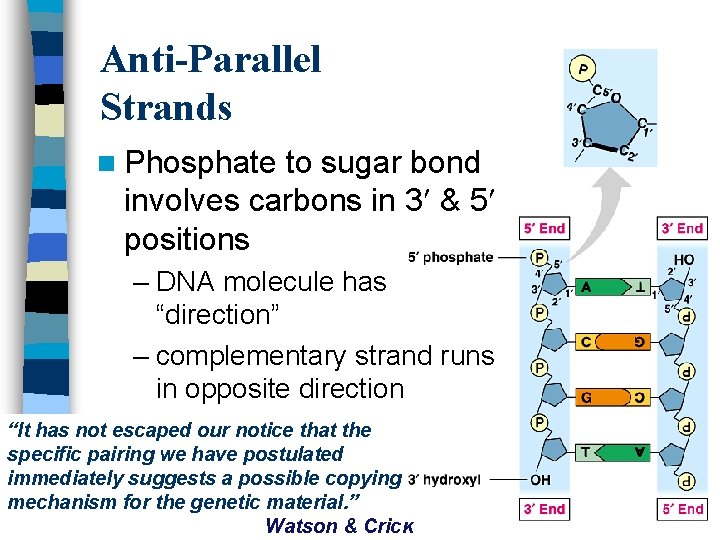 Anti-Parallel Strands n Phosphate to sugar bond involves carbons in 3 & 5 positions