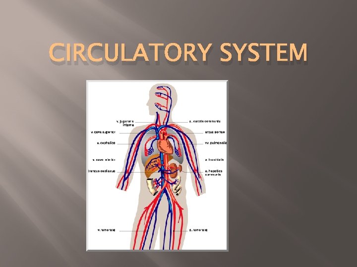 CIRCULATORY SYSTEM 