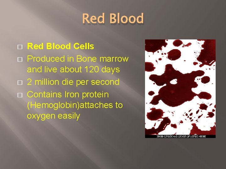 Red Blood � � Red Blood Cells Produced in Bone marrow and live about
