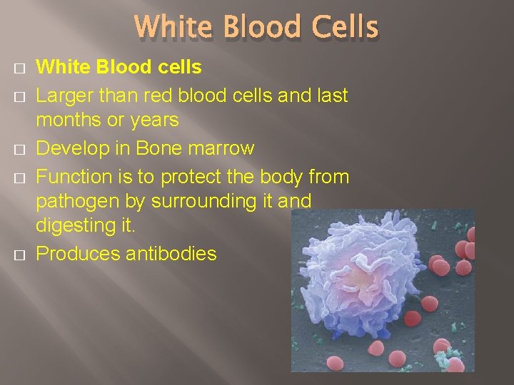 White Blood Cells � � � White Blood cells Larger than red blood cells