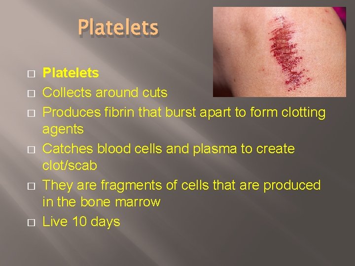 Platelets � � � Platelets Collects around cuts Produces fibrin that burst apart to