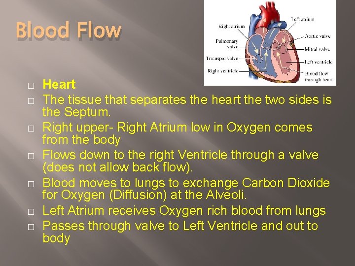 Blood Flow � � � � Heart The tissue that separates the heart the