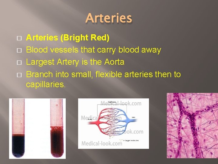 Arteries � � Arteries (Bright Red) Blood vessels that carry blood away Largest Artery