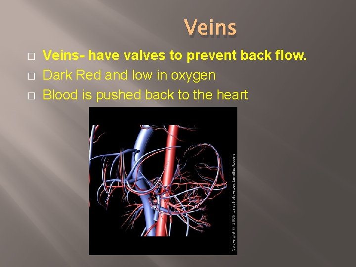 Veins � � � Veins- have valves to prevent back flow. Dark Red and