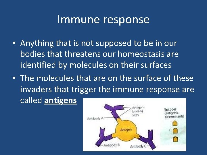 Immune response • Anything that is not supposed to be in our bodies that