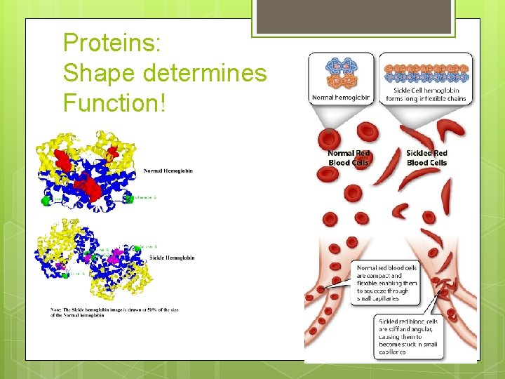 Proteins: Shape determines Function! 