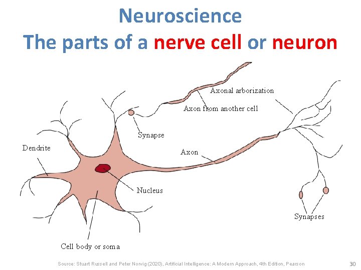 Neuroscience The parts of a nerve cell or neuron Axonal arborization Axon from another