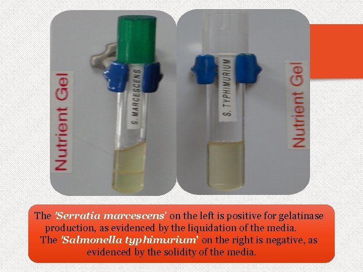 The 'Serratia marcescens' on the left is positive for gelatinase production, as evidenced by
