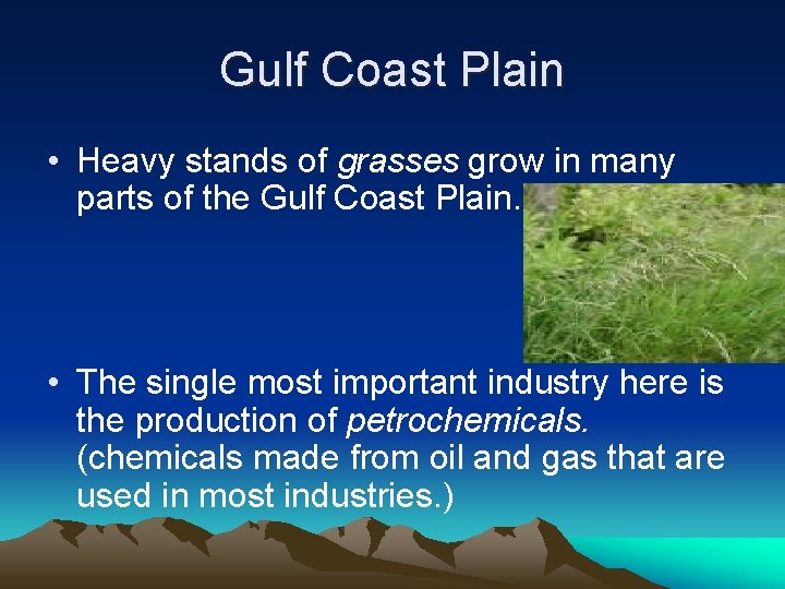 Gulf Coast Plain • Heavy stands of grasses grow in many parts of the