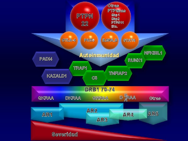 Otras PTPasas PTPN 22 Shp 1 Shp 2 PTPN 11 Etc. PKCq CTLA-4 IL