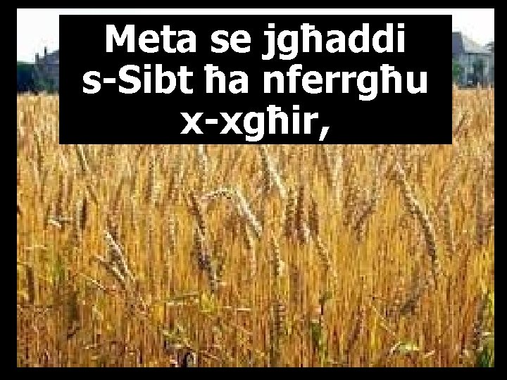 Meta se jgħaddi s-Sibt ħa nferrgħu x-xgħir, 