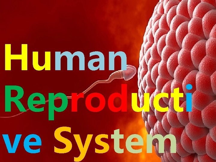 Human Reproducti ve System Korean International School Philippines 