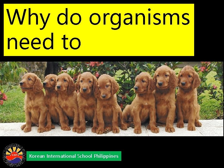 Why do organisms need to reproduce? Korean International School Philippines 