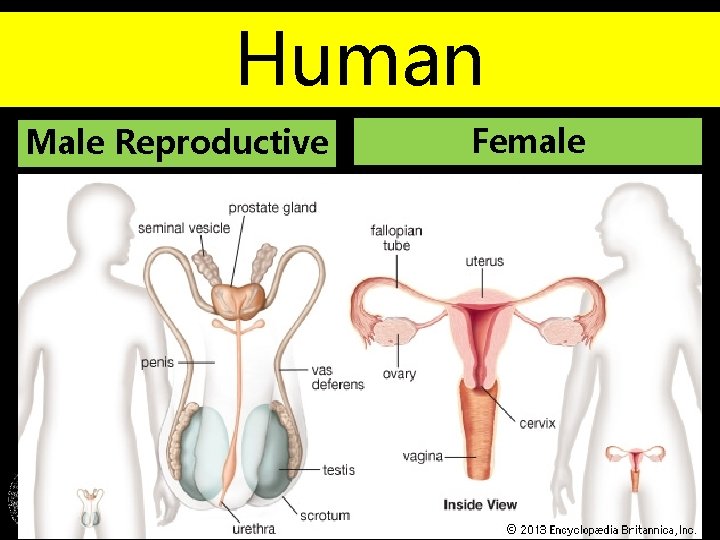 Human Female Male Reproductive System Korean International School Philippines 