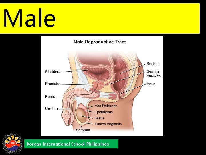 Male Reproductive System Korean International School Philippines 