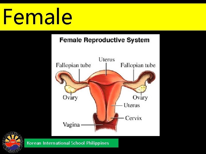 Female Reproductive System Korean International School Philippines 