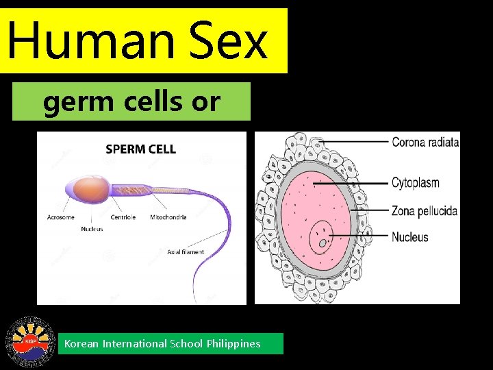 Human Sex germ cells or Cells gametes Korean International School Philippines 