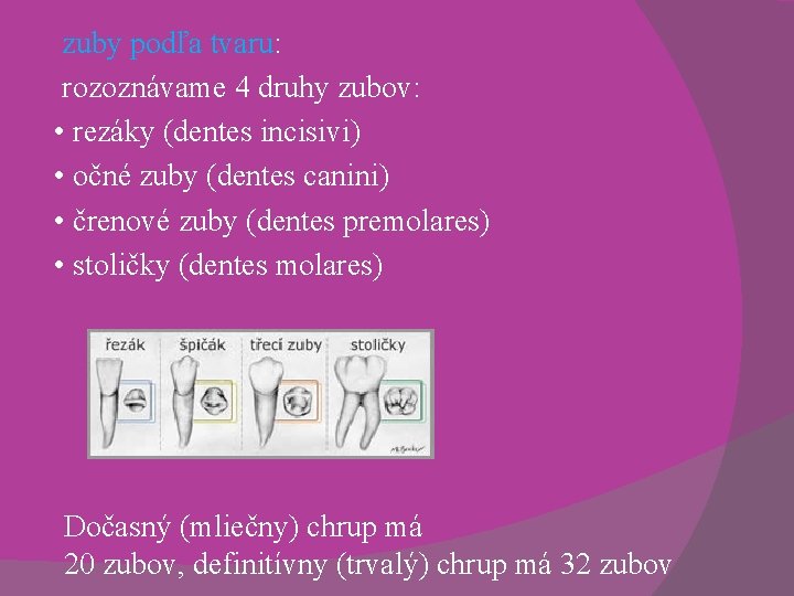 zuby podľa tvaru: rozoznávame 4 druhy zubov: • rezáky (dentes incisivi) • očné zuby