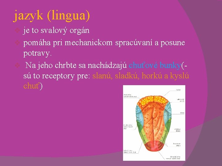 jazyk (lingua) je to svalový orgán v pomáha pri mechanickom spracúvaní a posune potravy.